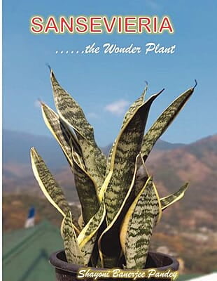 Sansevieria, the wonder plant