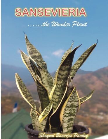 Sansevieria, the wonder plant Sansevieria, the wonder plant